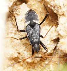 Dieuches syriacus