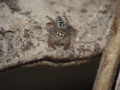 Thyene imperialis