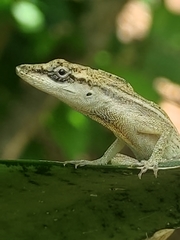 Anolis unilobatus