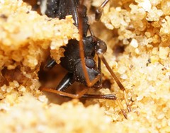 Dieuches syriacus
