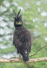 Long-Crested Eagle photo 3