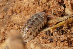 Armadillidium marmoratum