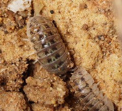 Armadillidium marmoratum