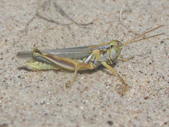 Melanoplus flavidus