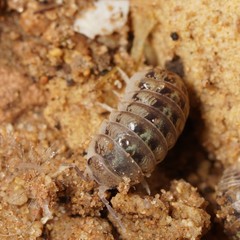 Armadillidium marmoratum