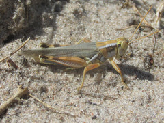 Melanoplus flavidus