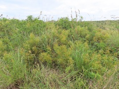 Searsia kwazuluana