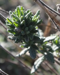 Teucrium capitatum capitatum