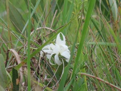 Ancylobothrys capensis
