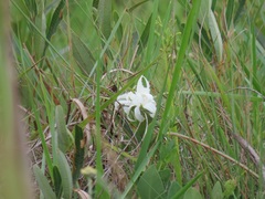 Ancylobothrys capensis