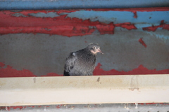 Columba livia domestica