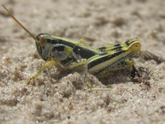 Melanoplus flavidus