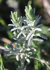 Teucrium capitatum capitatum