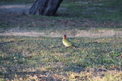 Picus viridis