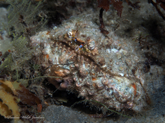 Calappa galloides