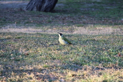 Picus viridis