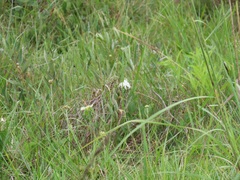 Ancylobothrys capensis