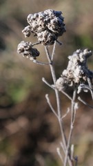Teucrium capitatum capitatum