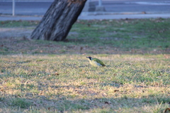 Picus viridis