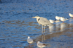 Ardea cinerea