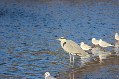Ardea cinerea