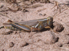 Melanoplus flavidus