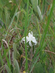 Ancylobothrys capensis