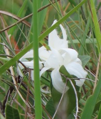 Ancylobothrys capensis