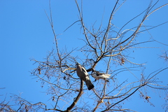 Columba palumbus