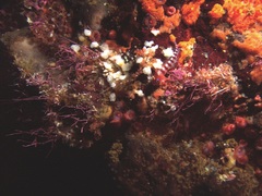 Notoclinops segmentatus