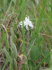 Ancylobothrys capensis