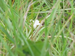 Ancylobothrys capensis