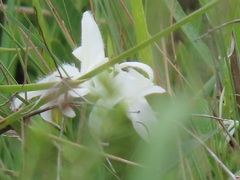 Ancylobothrys capensis