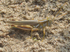 Melanoplus flavidus