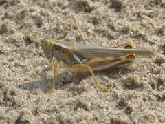 Melanoplus flavidus