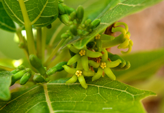 Vasconcellea quercifolia