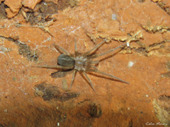 Pikelinia
