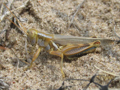 Melanoplus flavidus