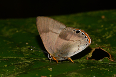 Euselasia eucrates