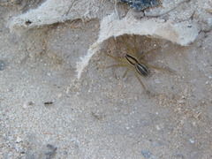 Hogna bivittata