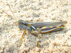Melanoplus flavidus