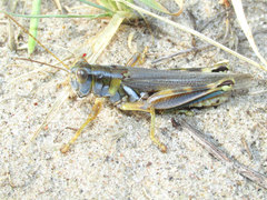 Melanoplus flavidus