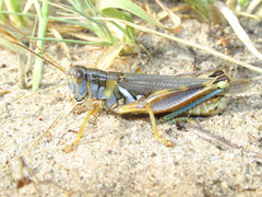 Melanoplus flavidus