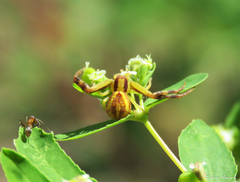 Misumenops maculissparsus