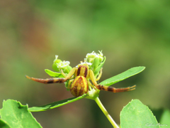 Misumenops maculissparsus