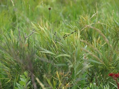 Searsia kwazuluana