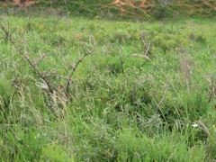 Searsia kwazuluana