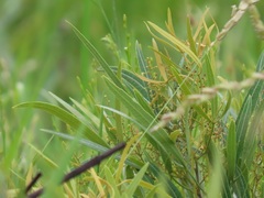 Searsia kwazuluana