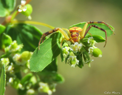 Misumenops maculissparsus