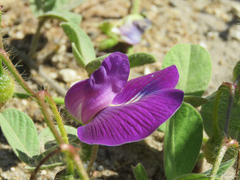 Centrosema rotundifolium